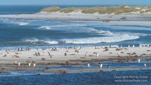 Elephant seals, Falkland Islands, Kelp Geese, Landscape, Nature, Patagonian Crested Duck, Penguins, Photography, Sea Lion Island, seascape, Speckled Teal, Steamer duck, Travel, Wilderness, Wildlife