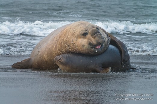 Elephant seals, Falkland Islands, Kelp Geese, Landscape, Nature, Patagonian Crested Duck, Penguins, Photography, Sea Lion Island, seascape, Speckled Teal, Steamer duck, Travel, Wilderness, Wildlife