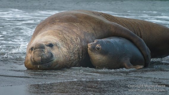 Elephant seals, Falkland Islands, Kelp Geese, Landscape, Nature, Patagonian Crested Duck, Penguins, Photography, Sea Lion Island, seascape, Speckled Teal, Steamer duck, Travel, Wilderness, Wildlife