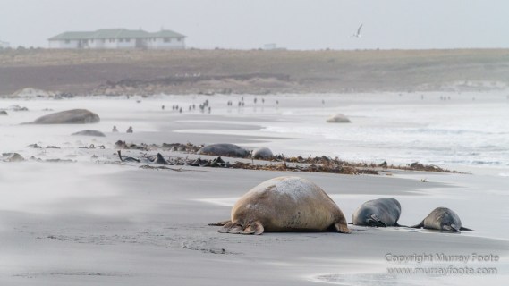 Elephant seals, Falkland Islands, Kelp Geese, Landscape, Nature, Patagonian Crested Duck, Penguins, Photography, Sea Lion Island, seascape, Speckled Teal, Steamer duck, Travel, Wilderness, Wildlife