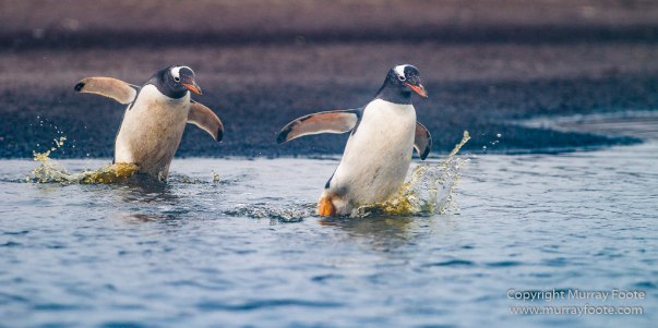 Elephant seals, Falkland Islands, Kelp Geese, Landscape, Nature, Patagonian Crested Duck, Penguins, Photography, Sea Lion Island, seascape, Speckled Teal, Steamer duck, Travel, Wilderness, Wildlife