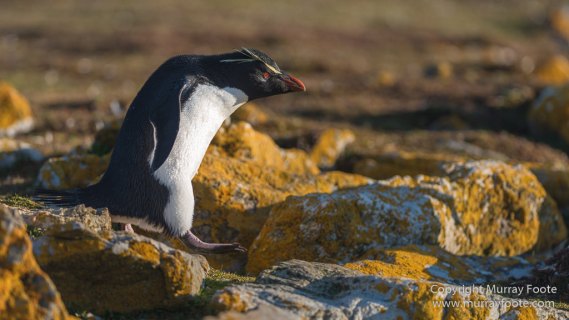 Falkland Islands, Landscape, Nature, Penguins, Photography, Rockhopper Penguins, seascape, Travel, Wilderness, Wildlife