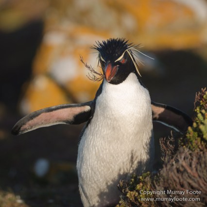 Falkland Islands, Landscape, Nature, Penguins, Photography, Rockhopper Penguins, seascape, Travel, Wilderness, Wildlife