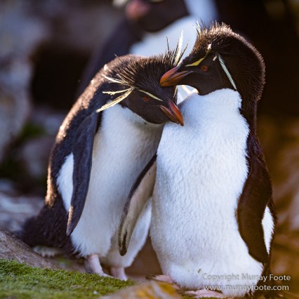 Falkland Islands, Landscape, Nature, Penguins, Photography, Rockhopper Penguins, seascape, Travel, Wilderness, Wildlife