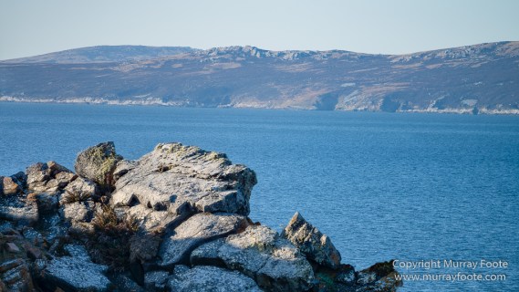Falkland Islands, Landscape, Nature, Penguins, Photography, Rockhopper Penguins, seascape, Travel, Wilderness, Wildlife