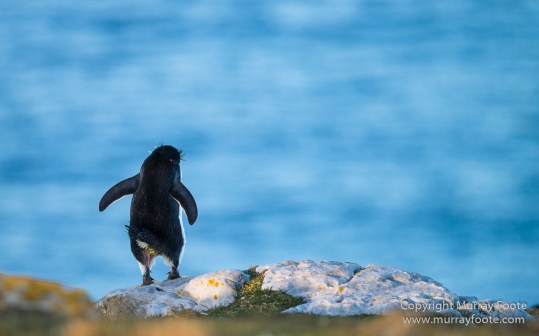 Falkland Islands, Landscape, Nature, Penguins, Photography, Rockhopper Penguins, seascape, Travel, Wilderness, Wildlife