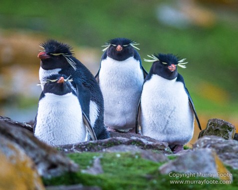 Falkland Islands, Landscape, Nature, Penguins, Photography, Rockhopper Penguins, seascape, Travel, Wilderness, Wildlife