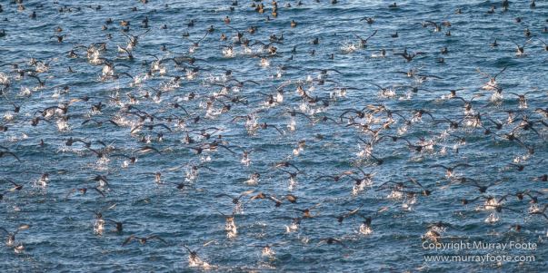Black-browed albatross, Cape Petrel, Falkland Islands, Giant Petrel, Landscape, Nature, Photography, seascape, Snow Petrel, South Georgia, Travel, Wilderness, Wildlife