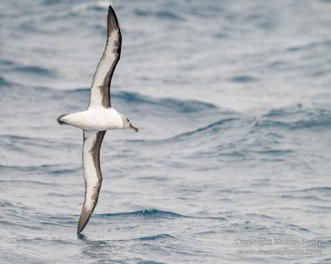 Black-browed albatross, Cape Petrel, Falkland Islands, Giant Petrel, Landscape, Nature, Photography, seascape, Snow Petrel, South Georgia, Travel, Wilderness, Wildlife