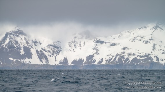 Black-browed albatross, Cape Petrel, Falkland Islands, Giant Petrel, Landscape, Nature, Photography, seascape, Snow Petrel, South Georgia, Travel, Wilderness, Wildlife