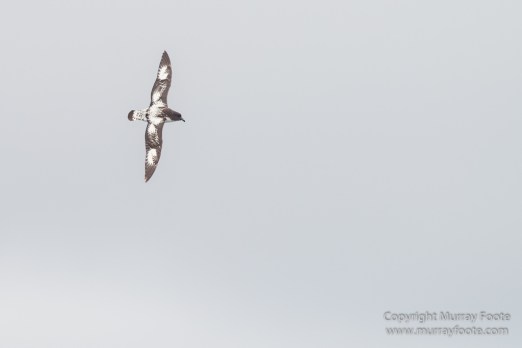 Black-browed albatross, Cape Petrel, Falkland Islands, Giant Petrel, Landscape, Nature, Photography, seascape, Snow Petrel, South Georgia, Travel, Wilderness, Wildlife