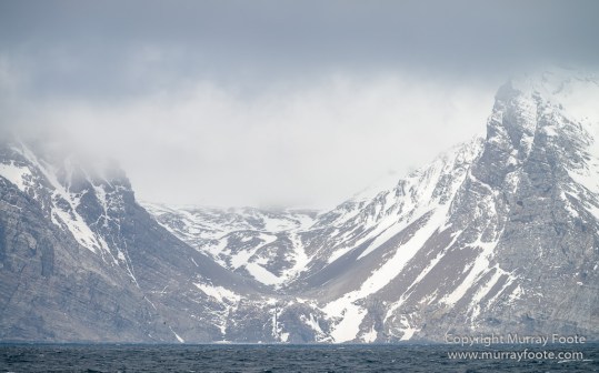 Black-browed albatross, Cape Petrel, Falkland Islands, Giant Petrel, Landscape, Nature, Photography, seascape, Snow Petrel, South Georgia, Travel, Wilderness, Wildlife