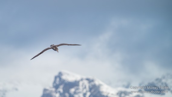 Black-browed albatross, Cape Petrel, Falkland Islands, Giant Petrel, Landscape, Nature, Photography, seascape, Snow Petrel, South Georgia, Travel, Wilderness, Wildlife