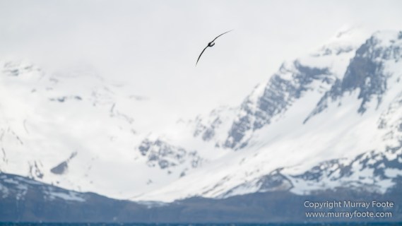 Black-browed albatross, Cape Petrel, Falkland Islands, Giant Petrel, Landscape, Nature, Photography, seascape, Snow Petrel, South Georgia, Travel, Wilderness, Wildlife