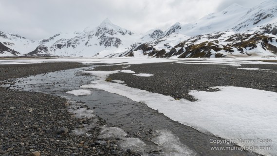 Elephant seals, King Penguins, Landscape, Nature, Photography, seascape, South Georgia, Travel, Wilderness, Wildlife