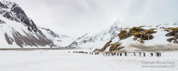 Elephant seals, King Penguins, Landscape, Nature, Photography, seascape, South Georgia, Travel, Wilderness, Wildlife