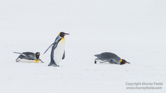 Elephant seals, King Penguins, Landscape, Nature, Photography, seascape, South Georgia, Travel, Wilderness, Wildlife
