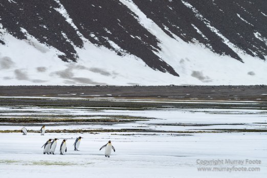 Elephant seals, King Penguins, Landscape, Nature, Photography, seascape, South Georgia, Travel, Wilderness, Wildlife