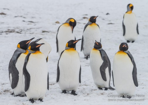 Elephant seals, King Penguins, Landscape, Nature, Photography, seascape, South Georgia, Travel, Wilderness, Wildlife