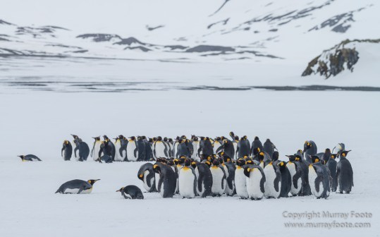 Elephant seals, King Penguins, Landscape, Nature, Photography, seascape, South Georgia, Travel, Wilderness, Wildlife
