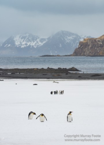 Elephant seals, King Penguins, Landscape, Nature, Photography, seascape, South Georgia, Travel, Wilderness, Wildlife