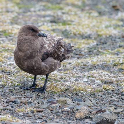 Elephant seals, King Penguins, Landscape, Nature, Photography, seascape, South Georgia, Travel, Wilderness, Wildlife