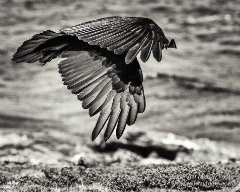 Cara cara, Falkland Islands, King Cormorant, Landscape, Nature, Patagonian Crested Duck, Pebble Island, Photography, Rockhopper Penguins, seascape, Travel, Turkey vultures, Upland Goose, Wilderness, Wildlife