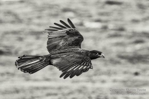 Cara cara, Falkland Islands, King Cormorant, Landscape, Nature, Patagonian Crested Duck, Pebble Island, Photography, Rockhopper Penguins, seascape, Travel, Turkey vultures, Upland Goose, Wilderness, Wildlife