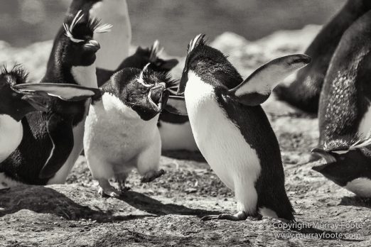 Cara cara, Falkland Islands, King Cormorant, Landscape, Nature, Patagonian Crested Duck, Pebble Island, Photography, Rockhopper Penguins, seascape, Travel, Turkey vultures, Upland Goose, Wilderness, Wildlife