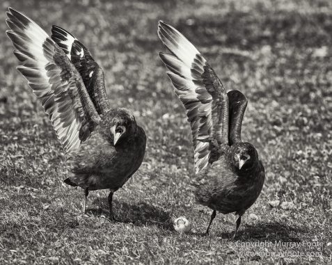 Cara cara, Falkland Islands, King Cormorant, Landscape, Nature, Patagonian Crested Duck, Pebble Island, Photography, Rockhopper Penguins, seascape, Travel, Turkey vultures, Upland Goose, Wilderness, Wildlife