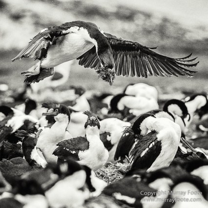 Cara cara, Falkland Islands, King Cormorant, Landscape, Nature, Patagonian Crested Duck, Pebble Island, Photography, Rockhopper Penguins, seascape, Travel, Turkey vultures, Upland Goose, Wilderness, Wildlife