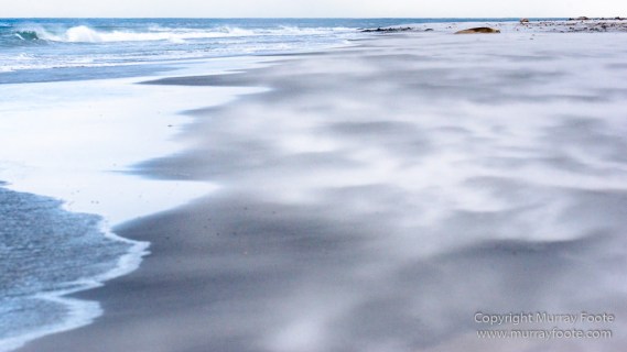 Elephant seals, Falkland Islands, Kelp Geese, Landscape, Nature, Patagonian Crested Duck, Penguins, Photography, Sea Lion Island, seascape, Speckled Teal, Steamer duck, Travel, Wilderness, Wildlife