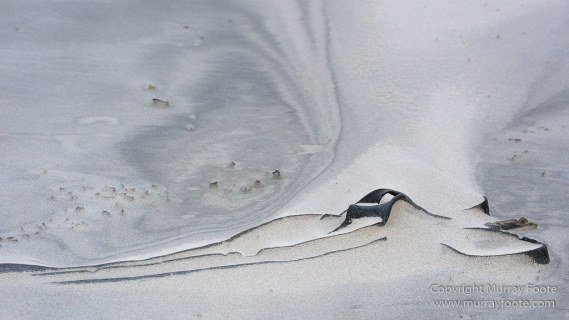 Elephant seals, Falkland Islands, Kelp Geese, Landscape, Nature, Patagonian Crested Duck, Penguins, Photography, Sea Lion Island, seascape, Speckled Teal, Steamer duck, Travel, Wilderness, Wildlife
