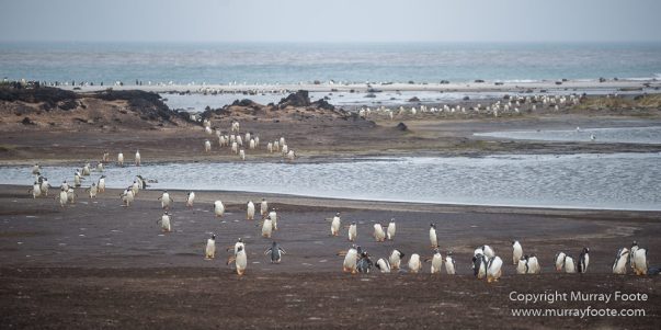 Elephant seals, Falkland Islands, Kelp Geese, Landscape, Nature, Patagonian Crested Duck, Penguins, Photography, Sea Lion Island, seascape, Speckled Teal, Steamer duck, Travel, Wilderness, Wildlife