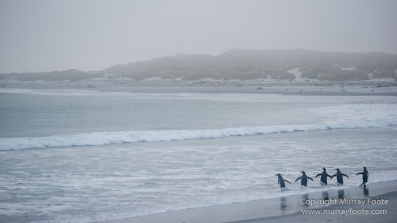 Elephant seals, Falkland Islands, Kelp Geese, Landscape, Nature, Patagonian Crested Duck, Penguins, Photography, Sea Lion Island, seascape, Speckled Teal, Steamer duck, Travel, Wilderness, Wildlife