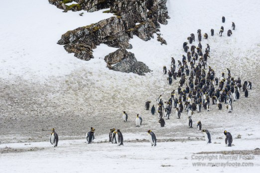 Elephant seals, King Penguins, Landscape, Nature, Photography, seascape, South Georgia, Travel, Wilderness, Wildlife