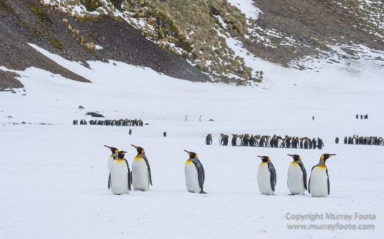 Elephant seals, King Penguins, Landscape, Nature, Photography, seascape, South Georgia, Travel, Wilderness, Wildlife