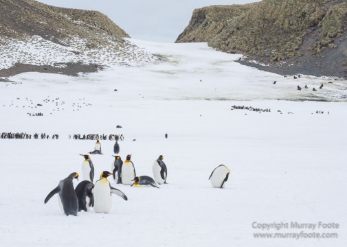Elephant seals, King Penguins, Landscape, Nature, Photography, seascape, South Georgia, Travel, Wilderness, Wildlife