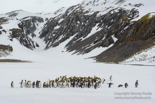 Elephant seals, King Penguins, Landscape, Nature, Photography, seascape, South Georgia, Travel, Wilderness, Wildlife