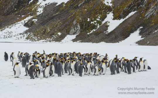 Elephant seals, King Penguins, Landscape, Nature, Photography, seascape, South Georgia, Travel, Wilderness, Wildlife