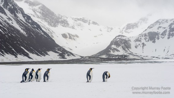 Elephant seals, King Penguins, Landscape, Nature, Photography, seascape, South Georgia, Travel, Wilderness, Wildlife