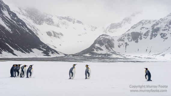 Elephant seals, King Penguins, Landscape, Nature, Photography, seascape, South Georgia, Travel, Wilderness, Wildlife
