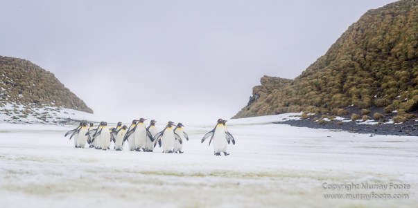 Elephant seals, King Penguins, Landscape, Nature, Photography, seascape, South Georgia, Travel, Wilderness, Wildlife