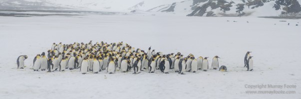 Elephant seals, King Penguins, Landscape, Nature, Photography, seascape, South Georgia, Travel, Wilderness, Wildlife