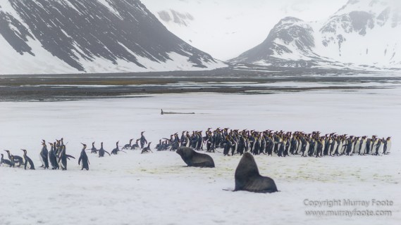 Elephant seals, King Penguins, Landscape, Nature, Photography, seascape, South Georgia, Travel, Wilderness, Wildlife