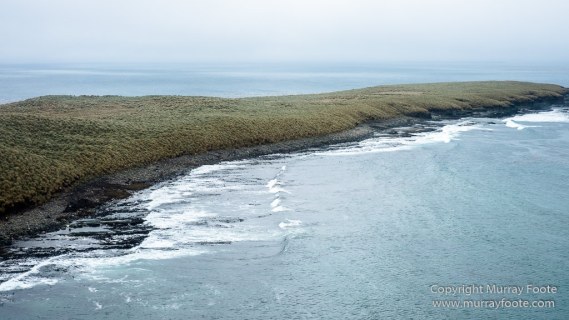 Falkland Islands, Landscape, Nature, Penguins, Photography, Rockhopper Penguins, seascape, Travel, Wilderness, Wildlife