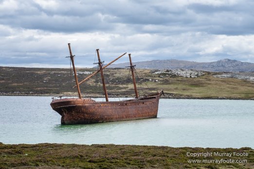 Falkland Islands, Landscape, Nature, Penguins, Photography, Rockhopper Penguins, seascape, Travel, Wilderness, Wildlife