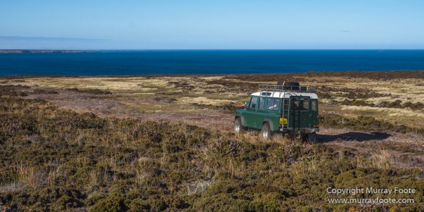 Falkland Islands, Landscape, Nature, Penguins, Photography, Rockhopper Penguins, seascape, Travel, Wilderness, Wildlife