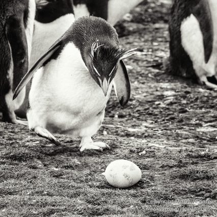 Cara cara, Falkland Islands, King Cormorant, Landscape, Nature, Patagonian Crested Duck, Pebble Island, Photography, Rockhopper Penguins, seascape, Travel, Turkey vultures, Upland Goose, Wilderness, Wildlife