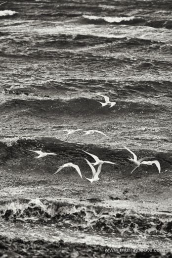Cara cara, Falkland Islands, King Cormorant, Landscape, Nature, Patagonian Crested Duck, Pebble Island, Photography, Rockhopper Penguins, seascape, Travel, Turkey vultures, Upland Goose, Wilderness, Wildlife